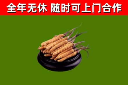 分宜县回收冬虫夏草